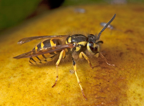 Guêpe commune, rayée de jaune et de noir, sur un morceau de fruit mûr. Ces guêpes sont de gros insectes sociaux qui peuvent atteindre environ 1 à 2,5 cm (0,5 à 1 po) de longueur.