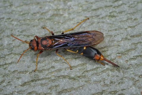 Tremex (Tremex columba) sur une écorce d’arbre. Cet insecte a un corps noir doté de marques rouges, jaunes et orange. La femelle possède un long ovipositeur. Il s’agit d’un gros insecte solitaire qui mesure environ de 2,5 à 3 cm (1 pouce) de longueur.