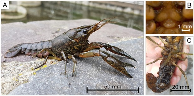 A general view of a specimen of marbled crayfish collected in the semi-natural ponds in Băile Felix, Oradea, Romania (A), a close up of the Annulus ventralis (B), and carried stage two juveniles (C). Photo by A. Togor (A, C), L. Pârvulescu (B).
