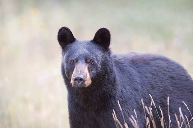 Black bear in tall grassy meadow.