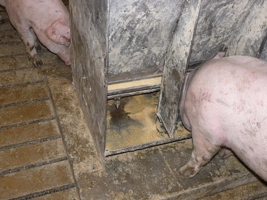 Les porcs plus gros ont besoin de plus d'espace à la hauteur des épaules.