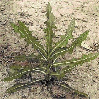 Élongation de la tige et début de détérioration de la rosette au printemps.