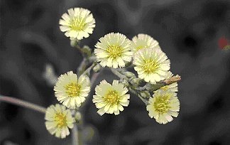 Les capitules floraux de la laitue scariole, disposés le long des tiges et des rameaux, sont plus petits que ceux du laiteron.