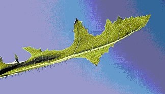 Rangée de poils épineux sur la nervure médiane sous une feuille de laitue scariole. Le laiteron a des dents épineuses sur le pourtour des feuilles mais pas sur la nervure médiane.