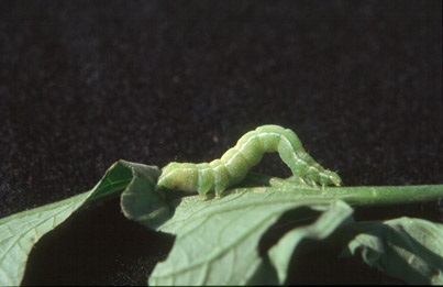 Une fausse-arpenteuse bien en forme en train de se nourrir d'une feuille de plant de tomate.