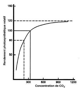 Effet du gaz carbonique sur le rendement photosynthétique.
