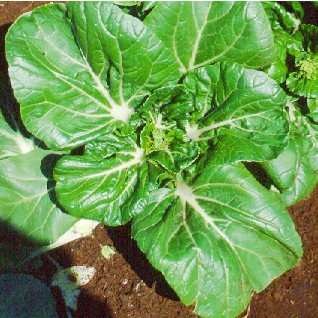 Flat flowering Chinese leaf cabbage