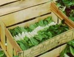 Flowering Chinese leaf cabbage