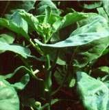 Chinese broccoli/kale