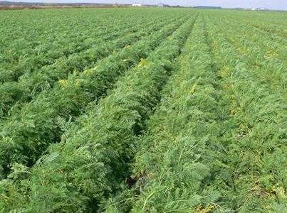 Un champ avec des rangées de carottes présentant des feuilles jaunies et une hauteur de plante rabougrie.