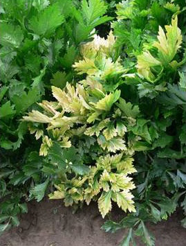 Close-up of a celery plant with white bleached leaves and green veins.