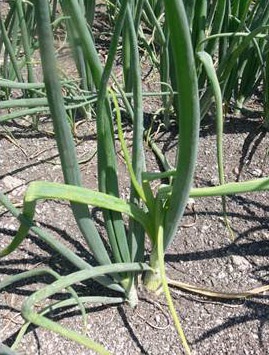 Close up onion plant with yellow inner leaves.