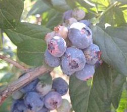Une photo de bleuets avec une cochenille.