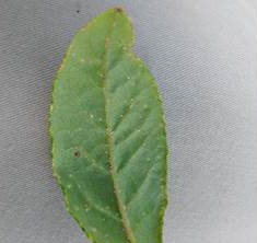 Une feuille avec une cochenille.