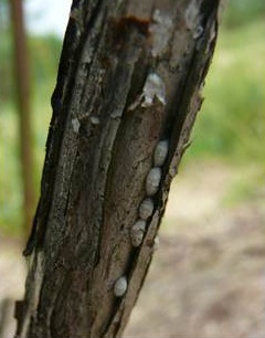 Ovisacs sur une tige de plante.