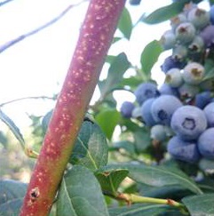 Cochenille sur les jeunes pousses d’une bleuetière.