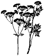 Poison Hemlock