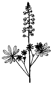 Lupine