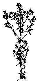 Saint John's Wort