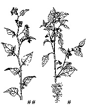 Nightshade (Eastern Black and Black Hairy Climbing)