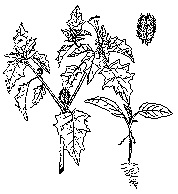 Jimsonweed