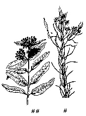 Milkweed (Whorled and Common)