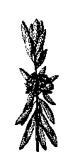 Laurel (Sheep Pale or Bog)