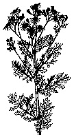 Tansy Ragwort
