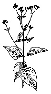 White snakeroot