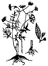 Water Hemlock