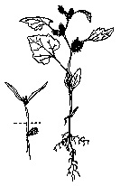 Cocklebur