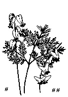 Squirrel Corn and Dutcheman's Breeches