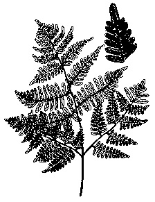 Bracken Fern