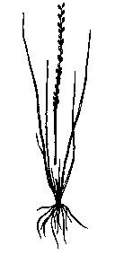 Marsh Arrow-Grass