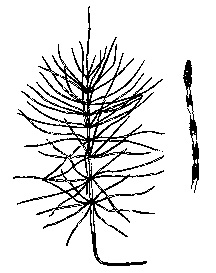 Horsetail