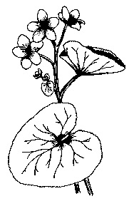 Marsh Marigold