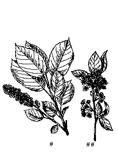 Wild cherries black (choke and pin)