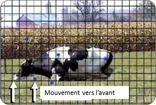 Le lever de l’animal s'accompagne d’un mouvement vers l’avant. Les flèches indiquent le mouvement qu'effectue le museau d’un animal au moment de se lever. Le lever s'accompagne aussi de mouvements de la tête vers le bas, puis vers le haut. L’animal fait également un pas vers l’avant d’environ 46&nbsp;cm (18&nbsp;po) avec une patte avant. La patte qui s'avance passe généralement par-dessus un obstacle de 10&nbsp;cm (4&nbsp;po); c'est ce qui permet d’établir la hauteur maximale d’une bordure d’arrêt.