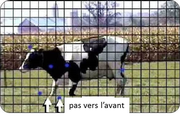 Le lever de l’animal s'accompagne d’un mouvement vers l’avant. Les flèches indiquent le mouvement qu'effectue le museau d’un animal au moment de se lever. Le lever s'accompagne aussi de mouvements de la tête vers le bas, puis vers le haut. L’animal fait également un pas vers l’avant d’environ 46&nbsp;cm (18&nbsp;po) avec une patte avant. La patte qui s'avance passe généralement par-dessus un obstacle de 10&nbsp;cm (4&nbsp;po); c'est ce qui permet d’établir la hauteur maximale d’une bordure d’arrêt.