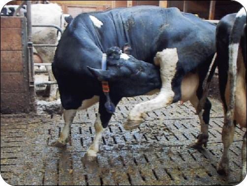 Selon une étude de Barbara Benz (Jungbluth, Benz, 2003), on note un comportement de léchage sous la patte arrière plus fréquent sur les planchers recouverts de caoutchouc étant donné que les vaches peuvent se tenir sur trois pattes sans glisser. Elle a remarqué que l’absence de cette activité chez les vaches constitue un indicateur fiable d’un plancher trop glissant.