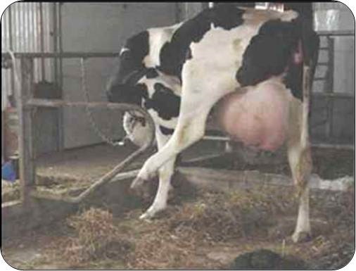Les nouvelles stalles entravées offrent l’espace nécessaire aux vaches pour se nettoyer entre la patte et la mamelle. Dans cette étable-ci, la barre d’attache est située à 122&nbsp;cm (48&nbsp;po) au-dessus de la plate-forme et la chaîne va jusqu'au-dessus de la bordure de mangeoire. Cette stalle de 152&nbsp;cm (60&nbsp;po) de largeur est réservée aux vaches avant et après le vêlage. Elle offre un espace suffisant pour plusieurs postures normales en position couchée et pour les séances de toilettage.