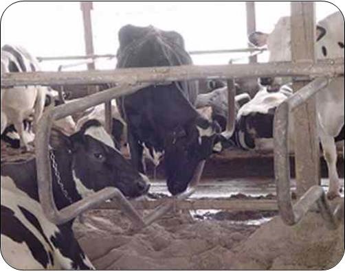 La vache noire était portée à presser son museau de façon répétitive sur le tuyau en acier inférieur de l’élément séparateur ou sur le tuyau transversal supportant la séparation. Ses comportements répétitifs variaient en durée, de quelques secondes à plusieurs minutes, avec plusieurs épisodes d’environ 30&nbsp;minutes au cours de la journée.