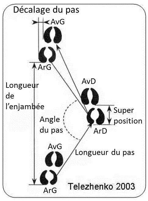 L’observation des empreintes de sabot d’une vache révèle que la marche se décompose en plusieurs segments, soit l’enjambée, le pas, l’angle du pas, la superposition et le décalage du pas.