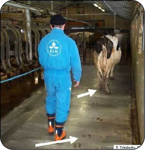 Le positionnement des pieds et la vitesse de déplacement d’une vache changent selon l’état du plancher et l’éclairage de l’étable. Un mélange de chaux et d’eau a été appliqué sur le plancher pour montrer les empreintes laissées par la vache qui modifie sa démarche pour trouver plus de stabilité sur un plancher en béton glissant.