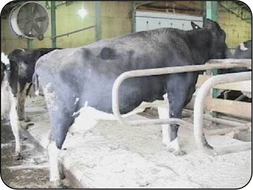 En position «&nbsp;perchée&nbsp;», les vaches sont debout avec les pattes avant sur la plate-forme de leur stalle et les pattes arrière dans le couloir. C'est également la description d’une vache couchée dont une partie du corps se trouve dans la stalle et l’autre dans le couloir. Cette position indique aussi un problème de boiterie. Le fait que des vaches se tiennent en position «&nbsp;perchée&nbsp;» révèle la présence de risques pour la santé dans les stalles ou un problème de boiterie.