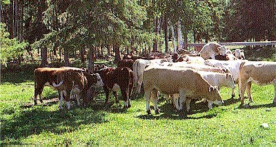 Yearling heifers well grown and cycling at 14–15 months.