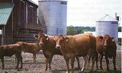 Two-year old first-calf heifers in good body condition.