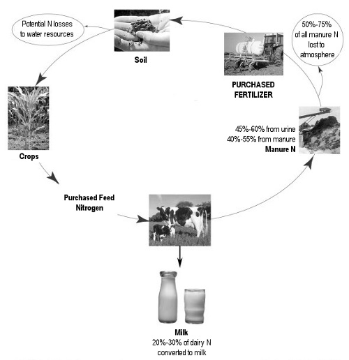Cycle of nitrogen on a dairy farm