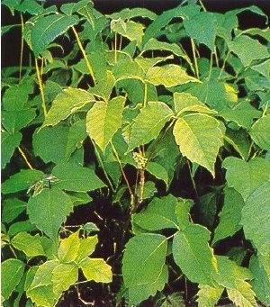 L'herbe à la puce avec son feuillage vert brillant en été.