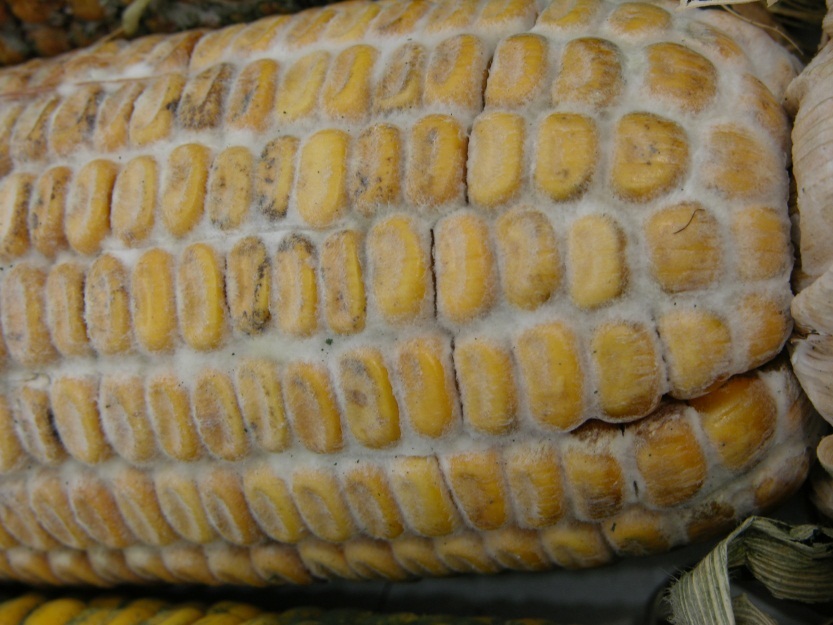 Pourriture sèche de la tige (diplodia).